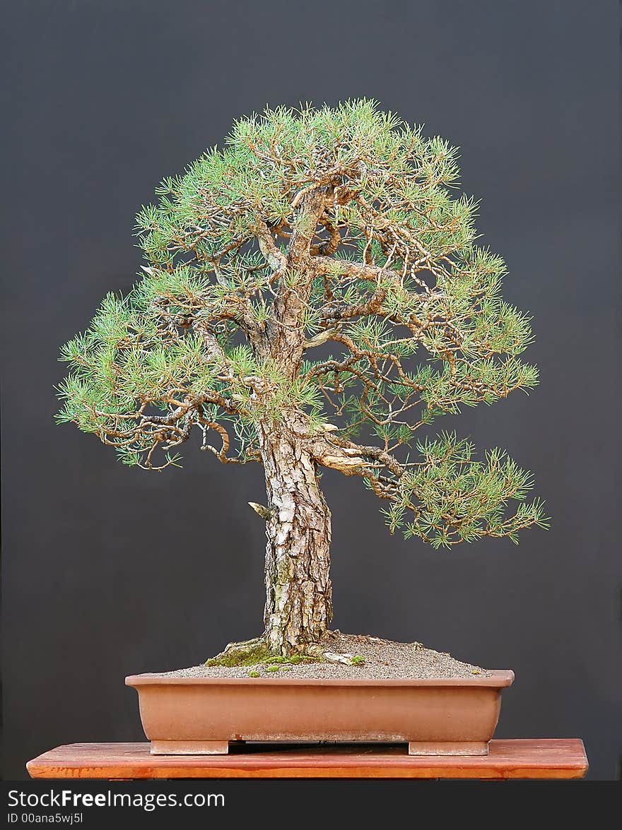 Scots pine, Pinus sylvestris, 90 cm high, around 100 years old, collected in Germany, styled by Walter Pall. Scots pine, Pinus sylvestris, 90 cm high, around 100 years old, collected in Germany, styled by Walter Pall