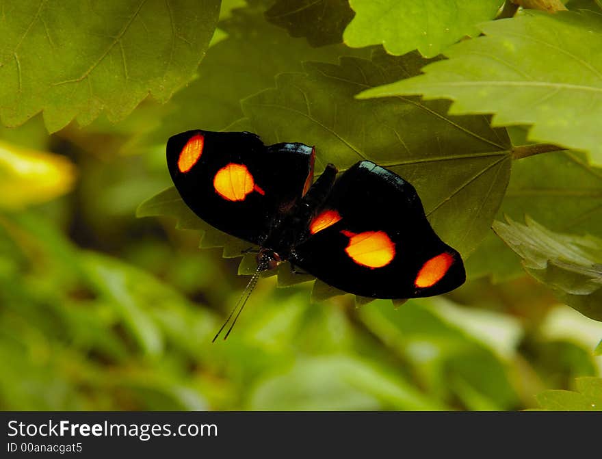 Butterfly (black with orange spots) on the green leaves