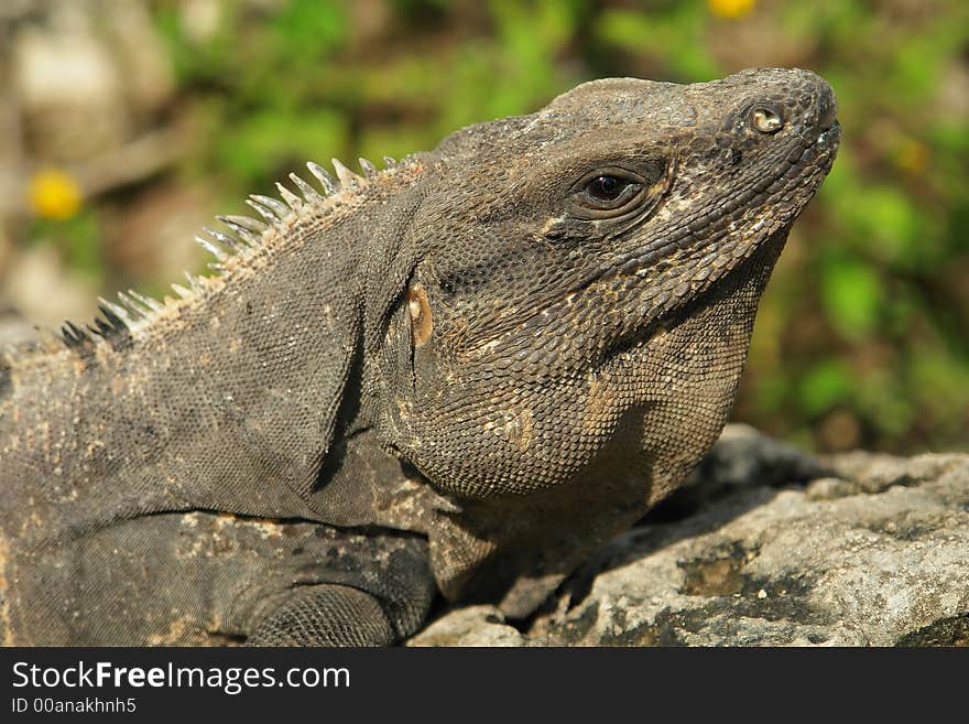 Iguana