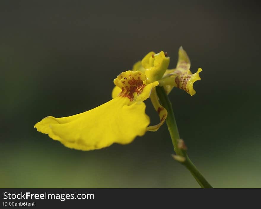 Small Yellow Orchid