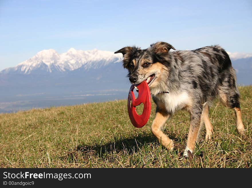 Retrieving a red frisbee back to the dog owner