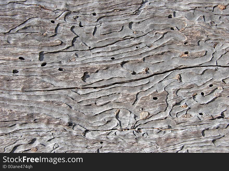 Patterns on bark