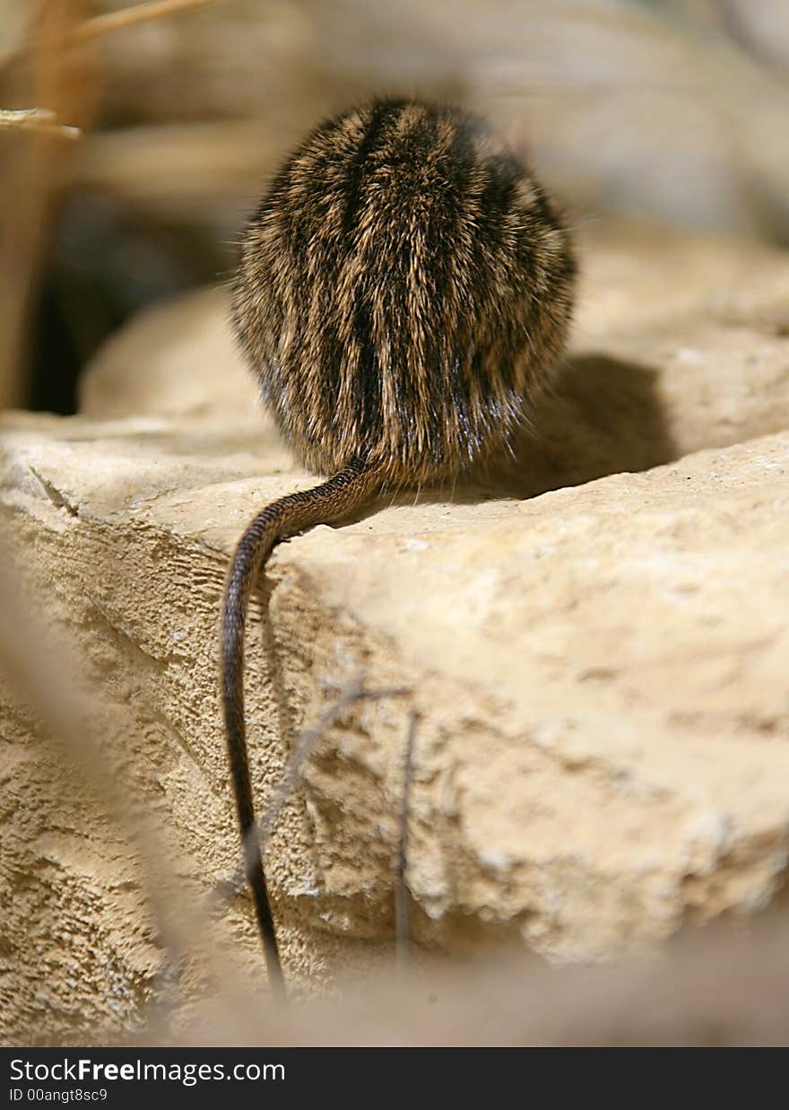 Striped Grass Mouse. View from Behind. Striped Grass Mouse. View from Behind