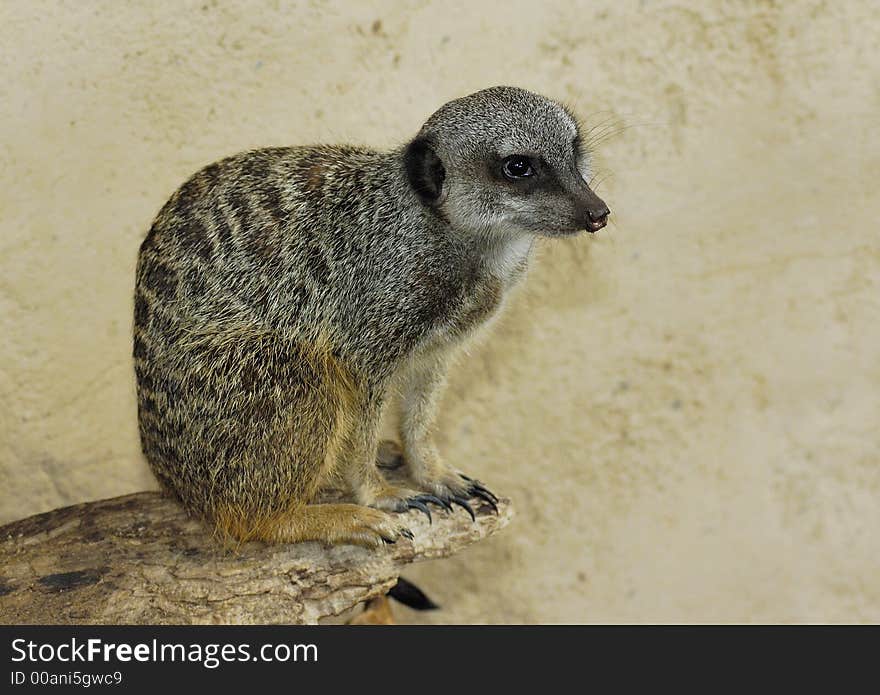 Meerkat (Suricata suricatta) on the rock with sand background