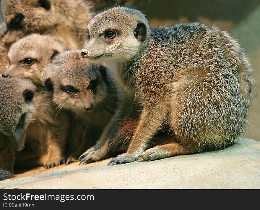 Company of Nice Sociable Weavers. Company of Nice Sociable Weavers