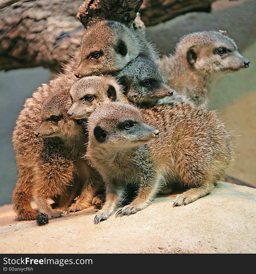 Company of Nice Sociable Weavers. Company of Nice Sociable Weavers