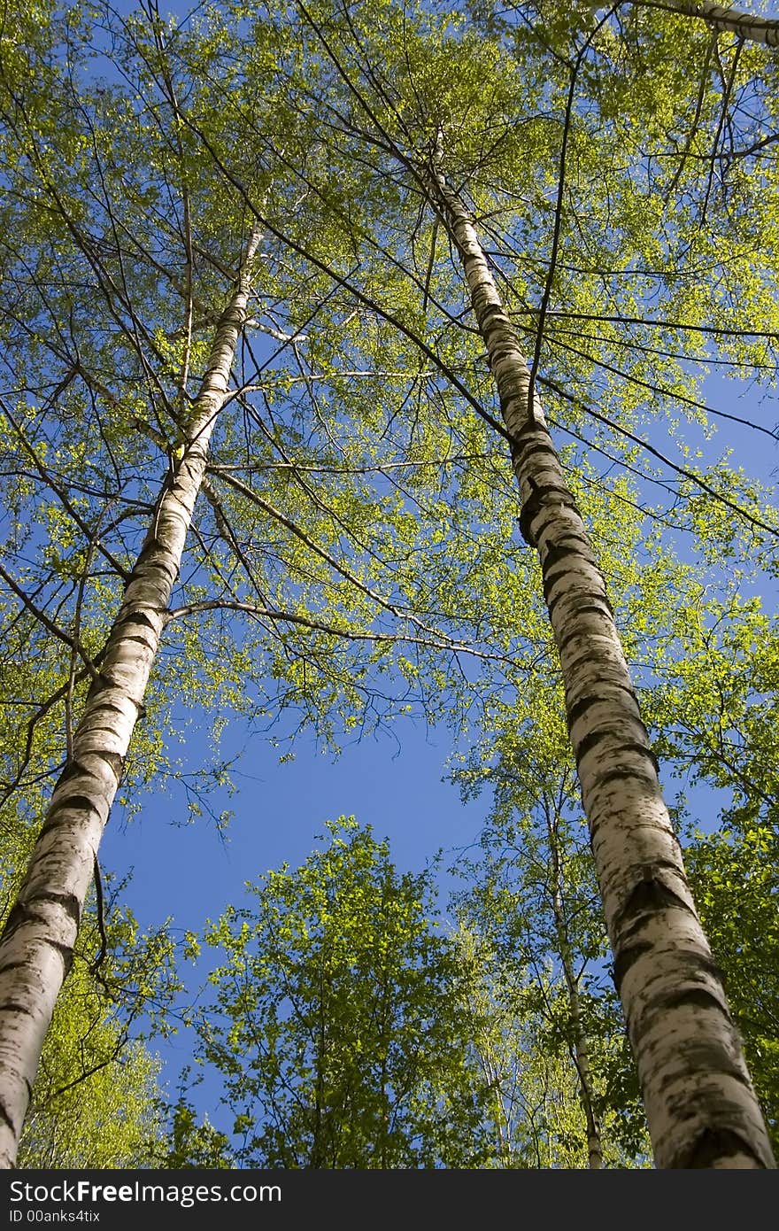 The first foliage