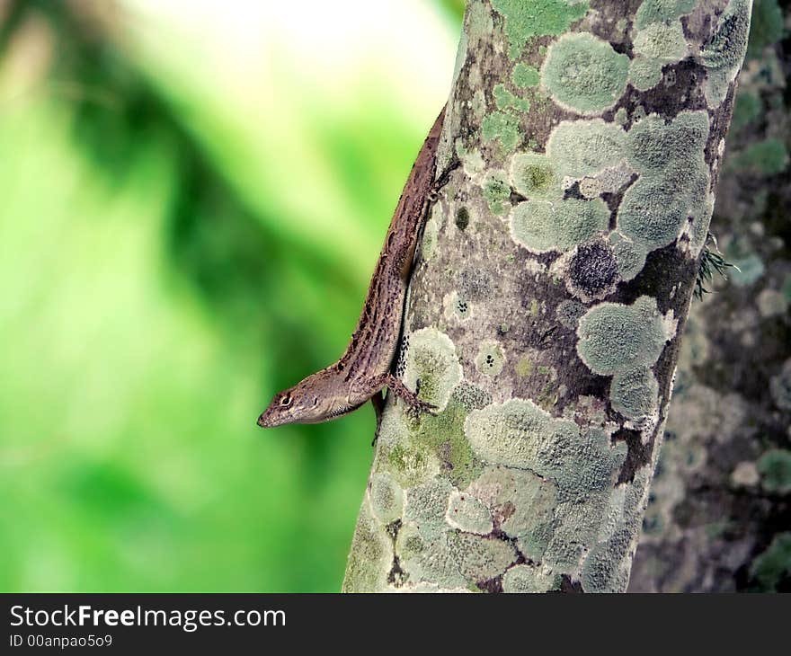 Lizard - florida anole 2