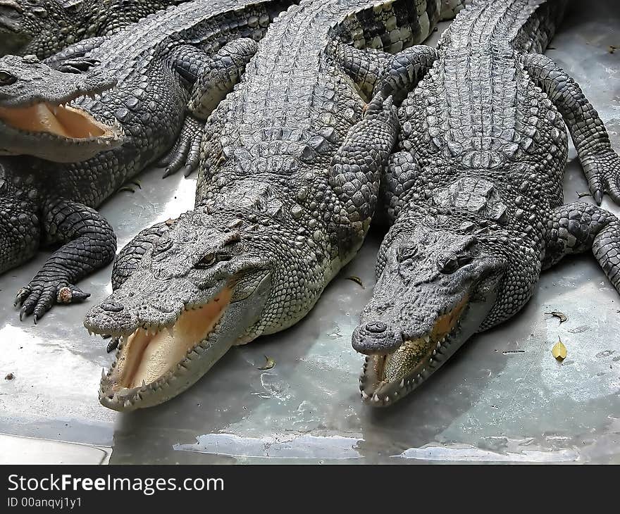 A bunch of crocodiles in a zoo in Thailand waiting for food.