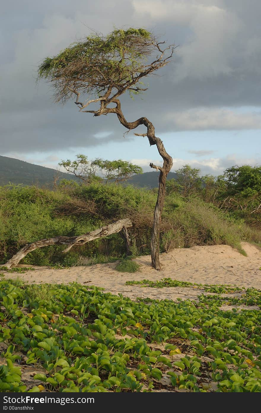 Twisted Tree