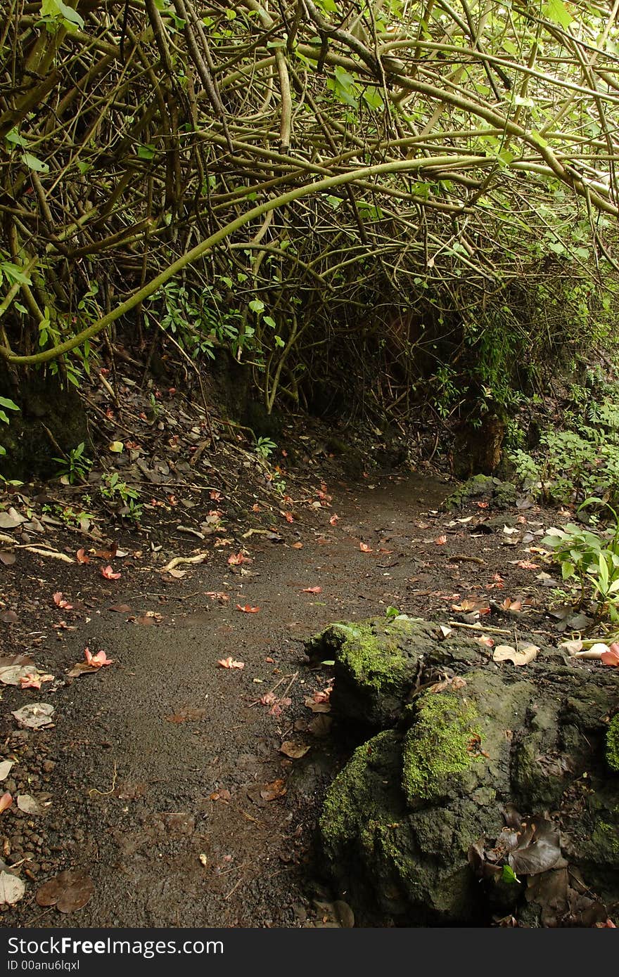 Loop trail at Waianapanapa State Park. Loop trail at Waianapanapa State Park