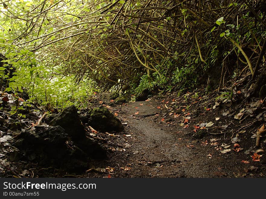 Loop trail at Waianapanapa State Park. Loop trail at Waianapanapa State Park