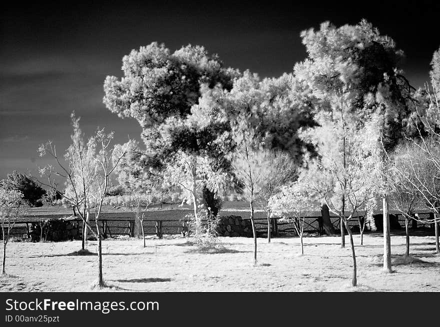 Infrared Scene