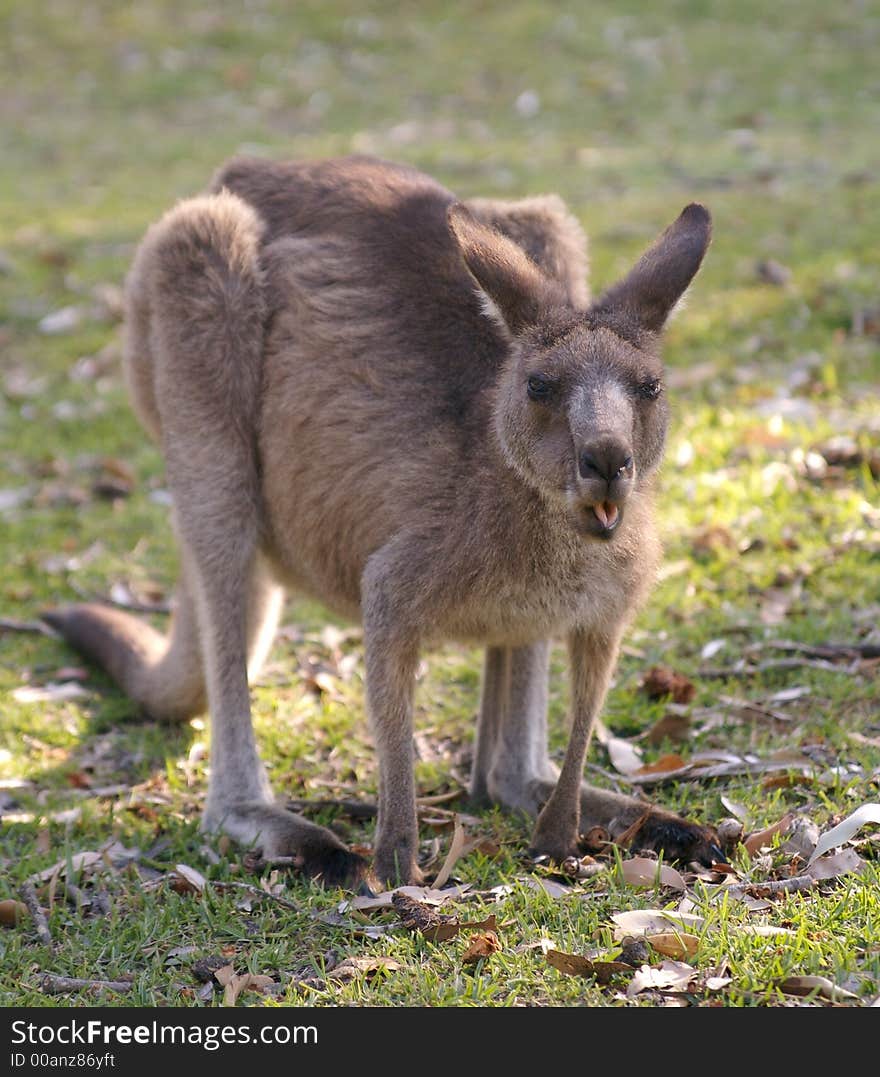 Kangaroo 2