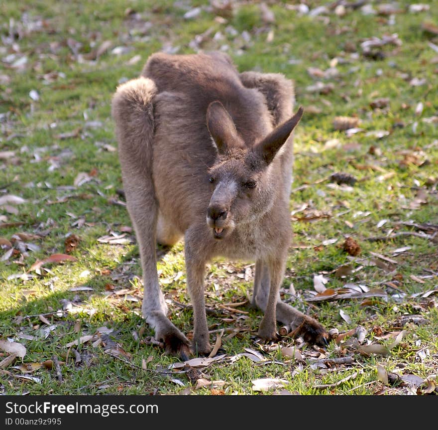 A wild gray kangaroo pulling faces while eating grass