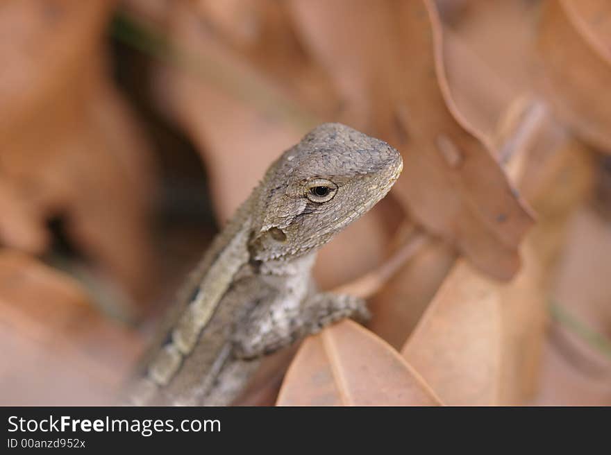 Lizard Head