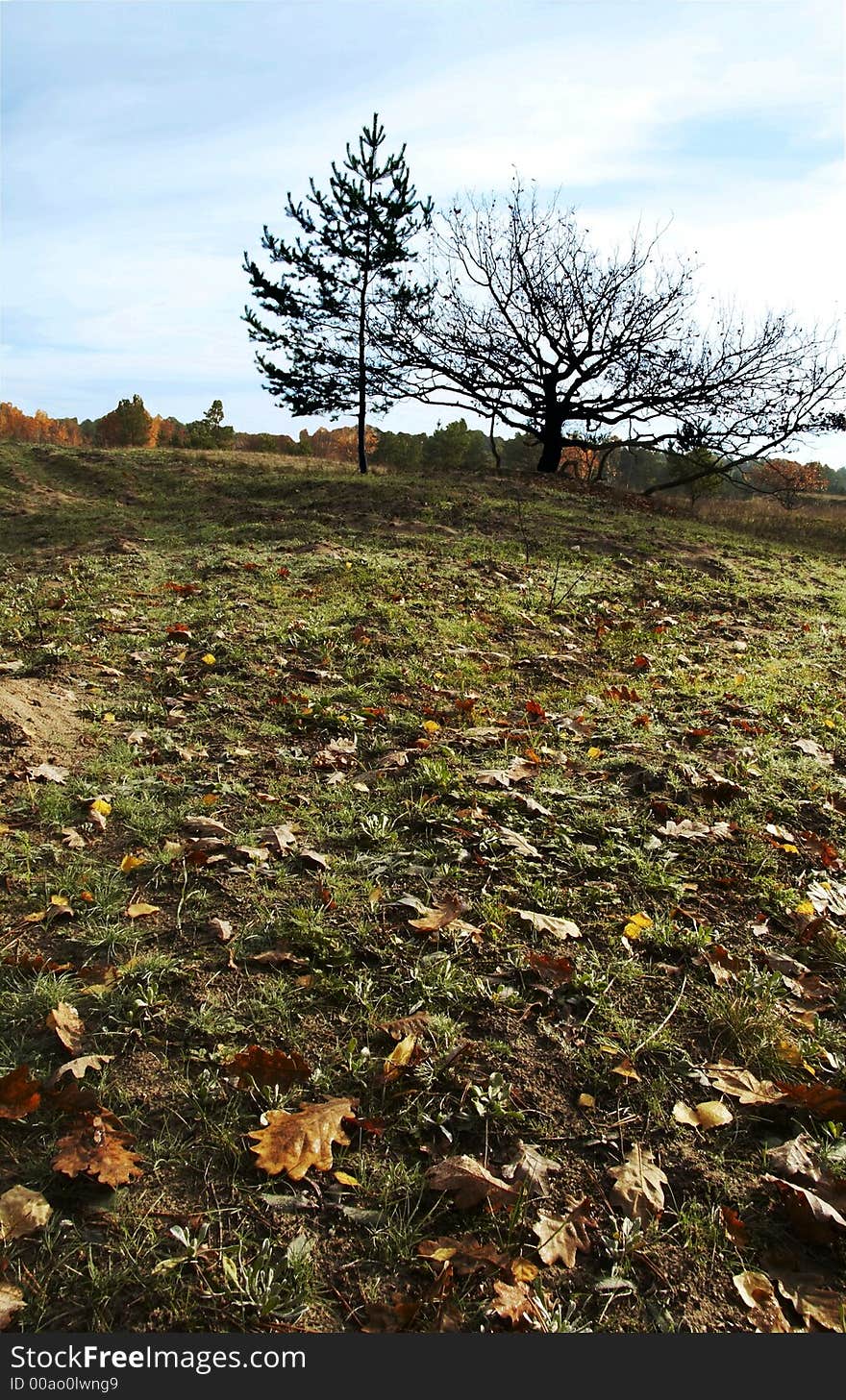 Trees and leaves on the autumn grassland