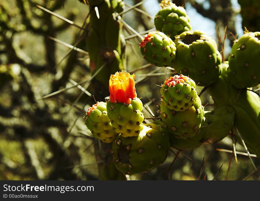 Beautiful red flower on Cactus. Beautiful red flower on Cactus