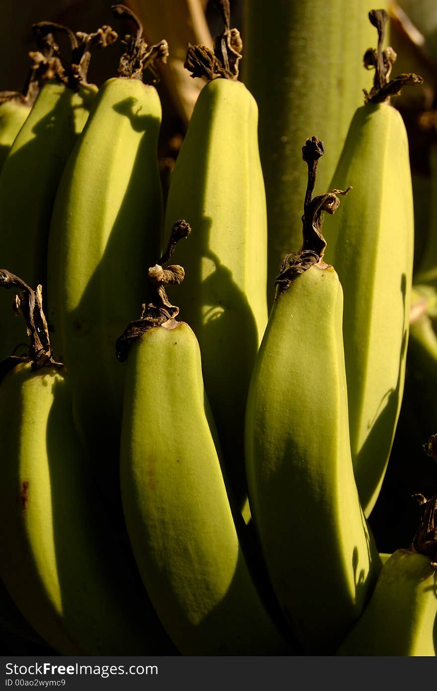 Green Bananas