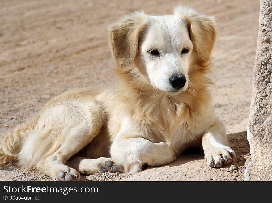 Lovely puppy portrait