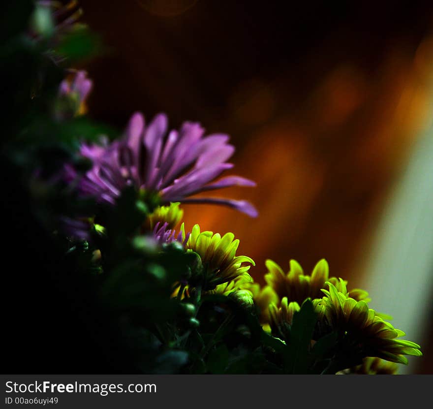 Chrysanthemum flower with shallow depth of field