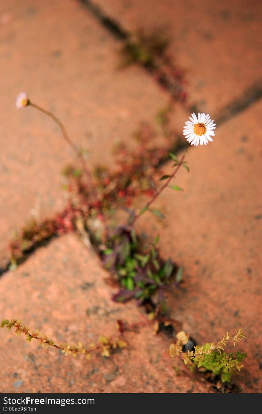 Flowers in the garden. one of the series. Flowers in the garden. one of the series