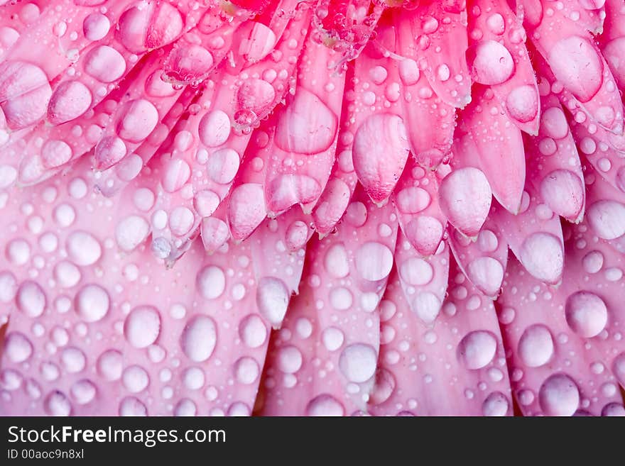 Close up of pink daisy with water droplets. Close up of pink daisy with water droplets