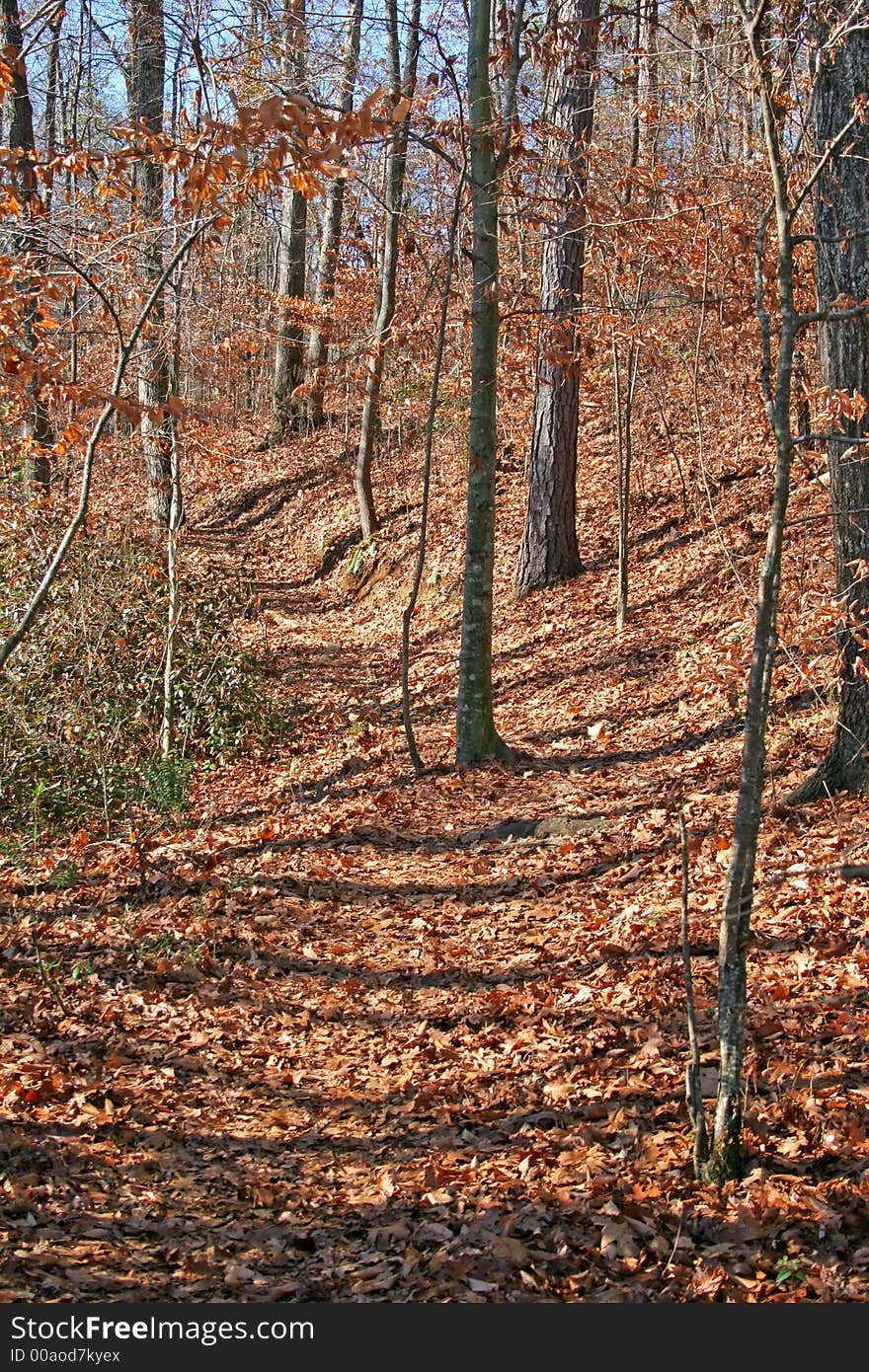 A winding trail through a winter time forest. A winding trail through a winter time forest