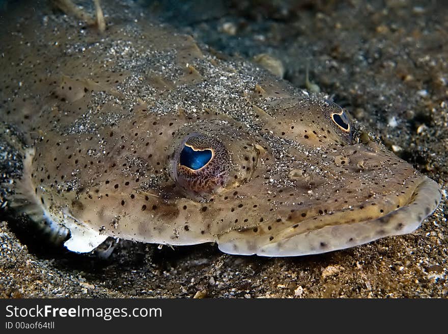 Flat fish Indonesia Sulawesi