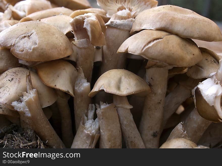 A large group of gilled mushrooms on the forest floor. A large group of gilled mushrooms on the forest floor.