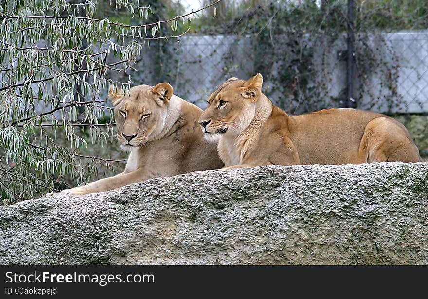 Portrait of Two Young Lioness. Portrait of Two Young Lioness