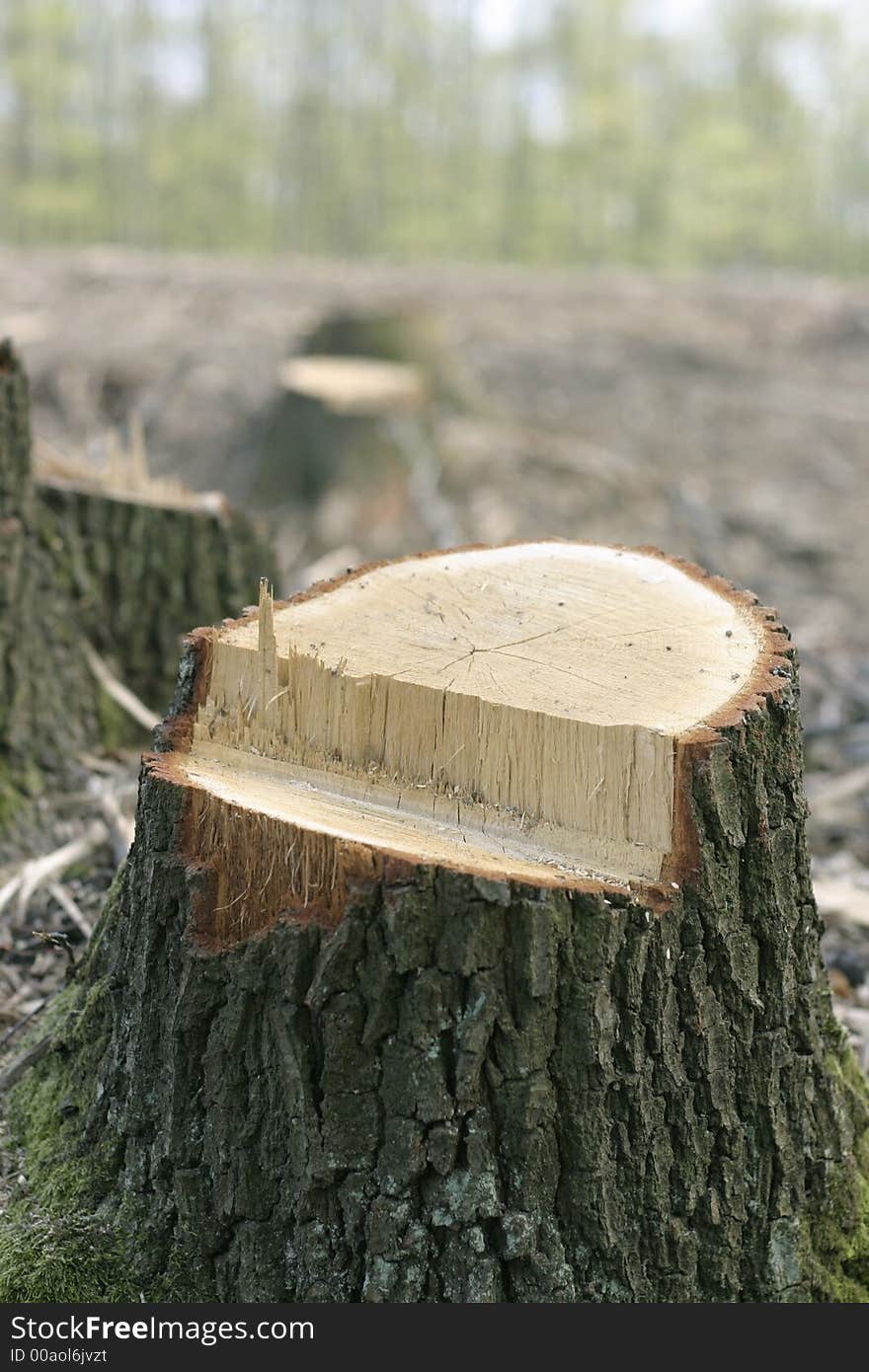 Treestump in forest. Dead tree. Treestump in forest. Dead tree.