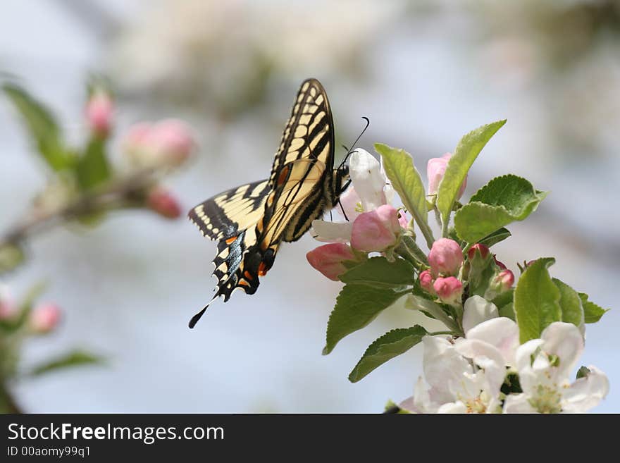 Swallowtail Butterfly