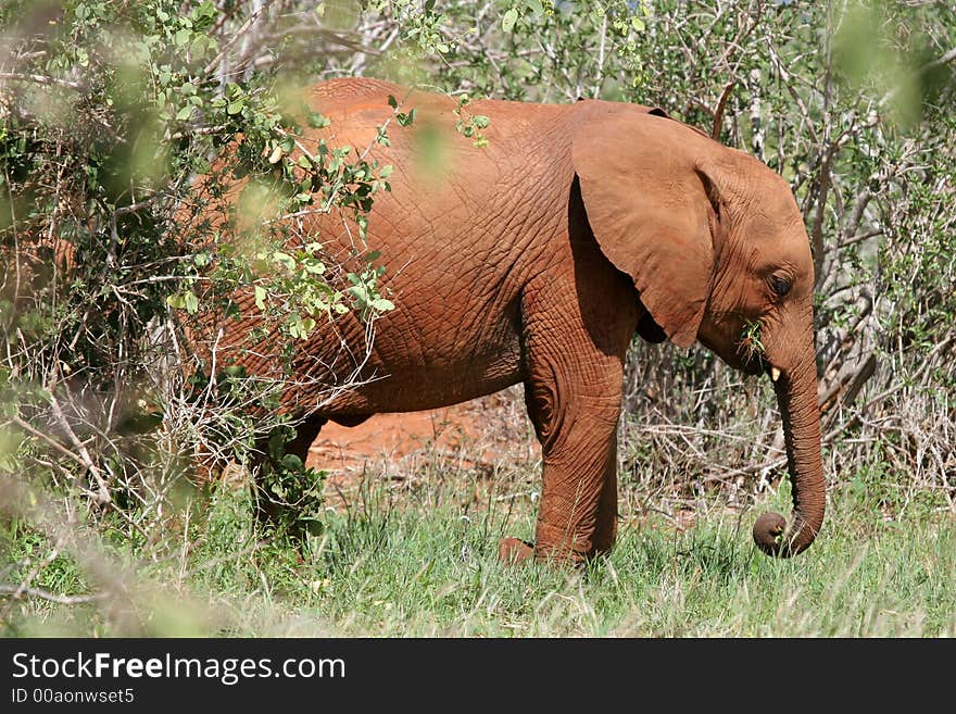 African elephant covered in red mud walking through open bushland, Tsavo East National Park, Kenya