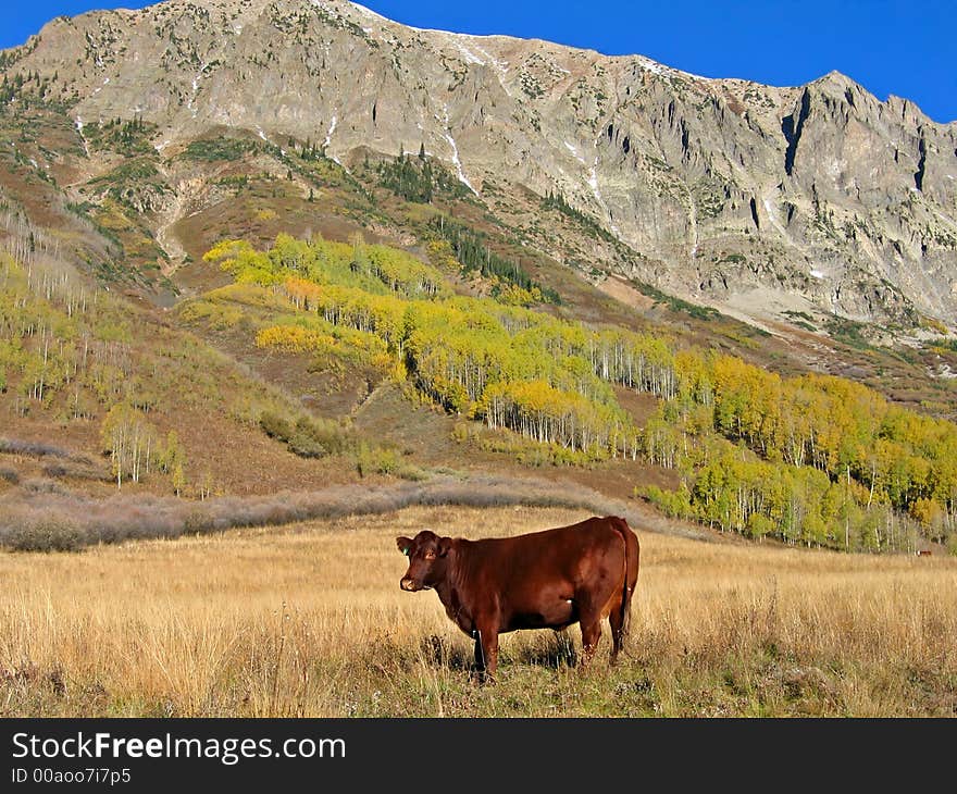 Cow standing in a high altitude pasture. Cow standing in a high altitude pasture