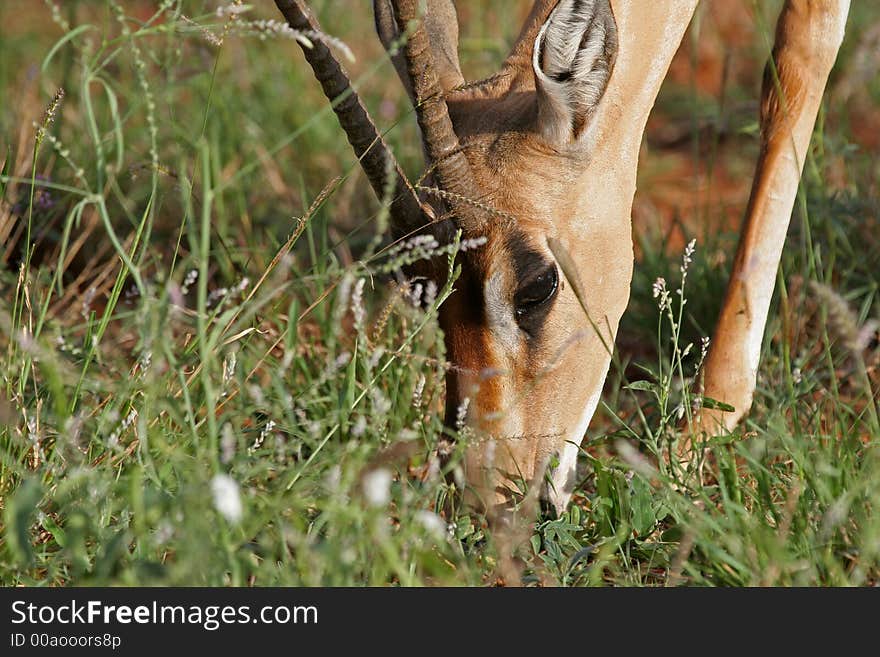 Grant gazelle browsing for food