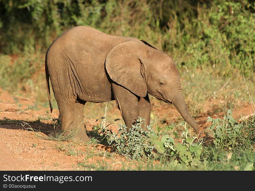 Baby elephant searching for food