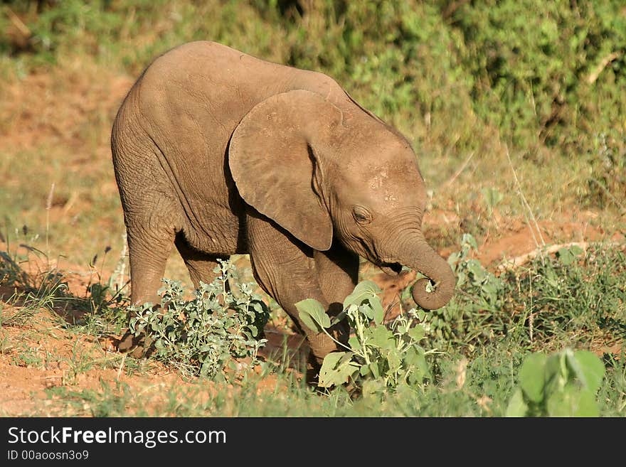 Baby elephant searching for food