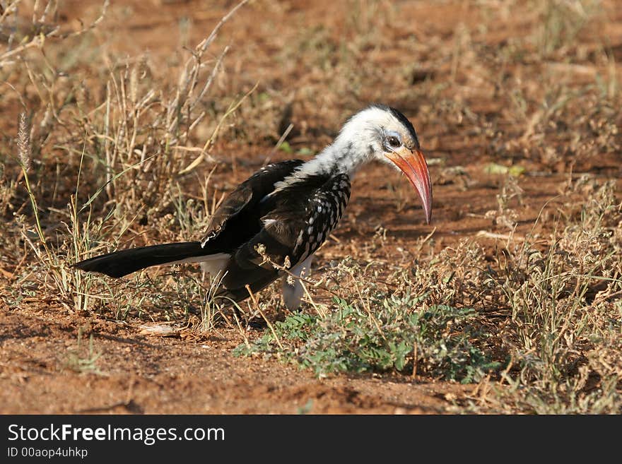 Hornbill