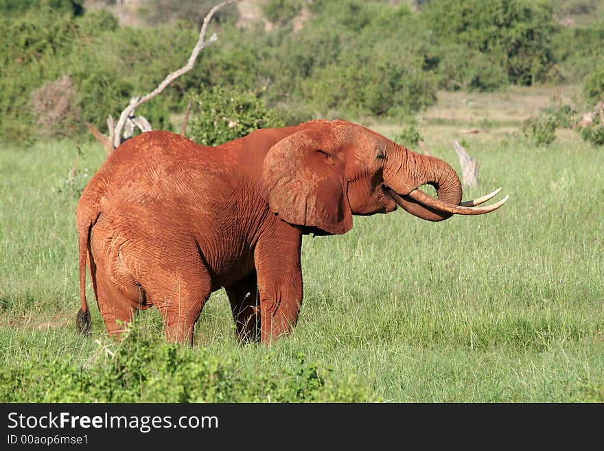 Very red elephant drinking water in Tsavo East National Park, Kenya. Very red elephant drinking water in Tsavo East National Park, Kenya