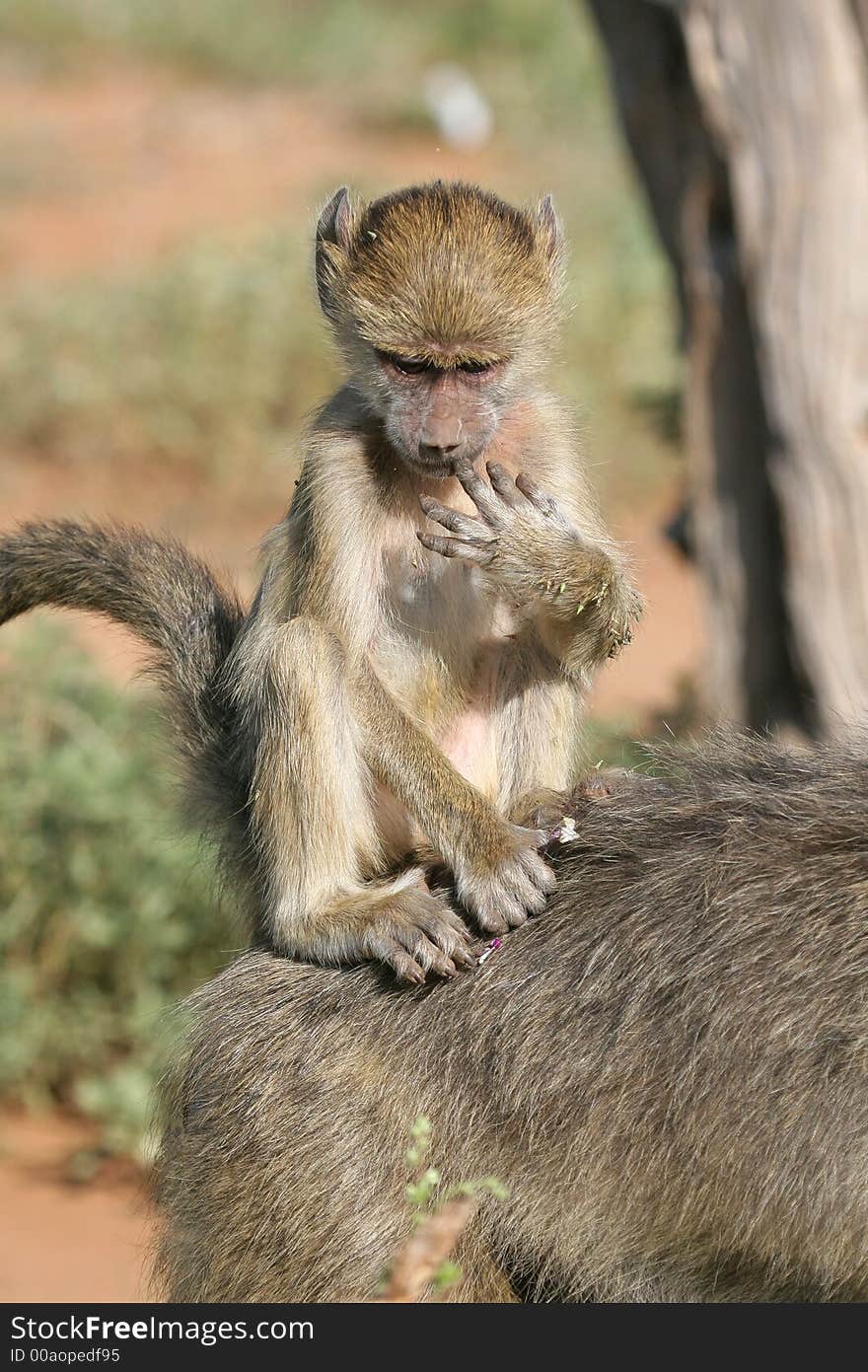 Baboon infant riding piggyback style on its mother