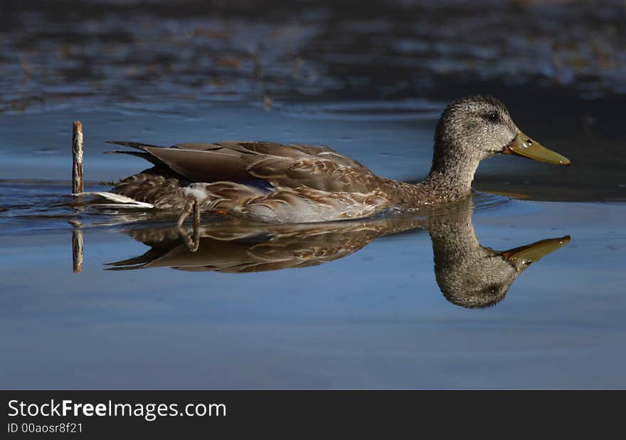 Mallard Female