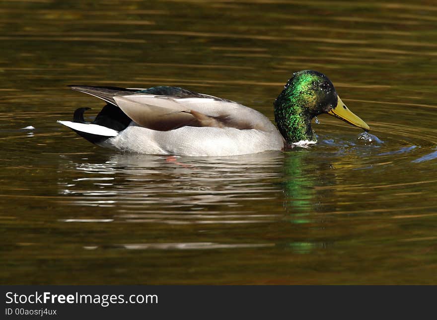 Mallard Male