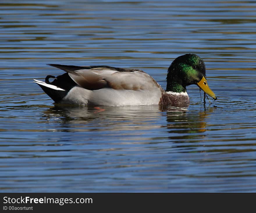 Mallard duck male - Newberry National Volcanic Monument. Mallard duck male - Newberry National Volcanic Monument