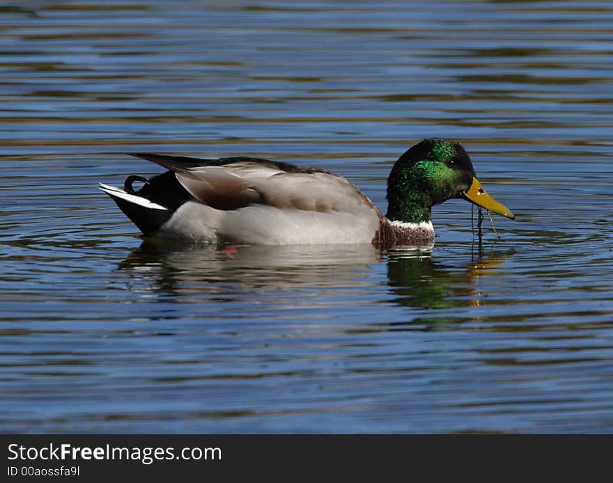 Mallard Male