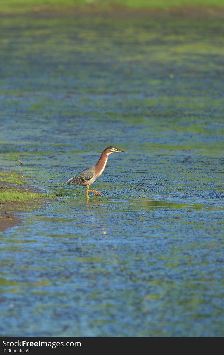 Green Heron