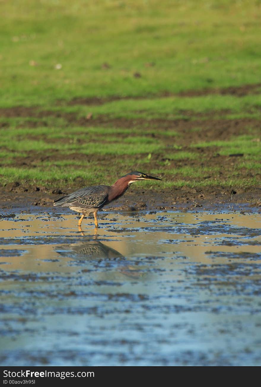 Green Heron