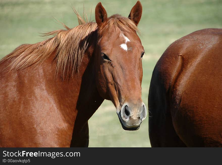 Portrait of a horse standing in the meadow. Portrait of a horse standing in the meadow.