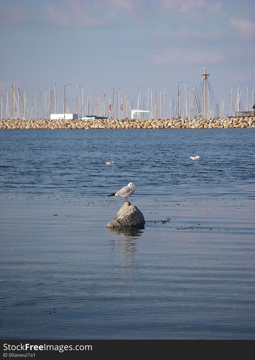 Seagull In Marina