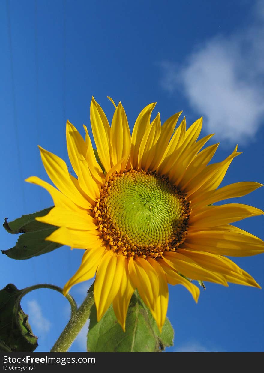 Sunflower under sky